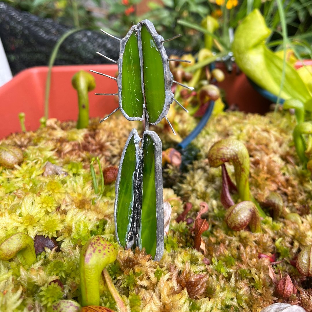 Venus flytrap plant stakes - Cloud Forest Flora