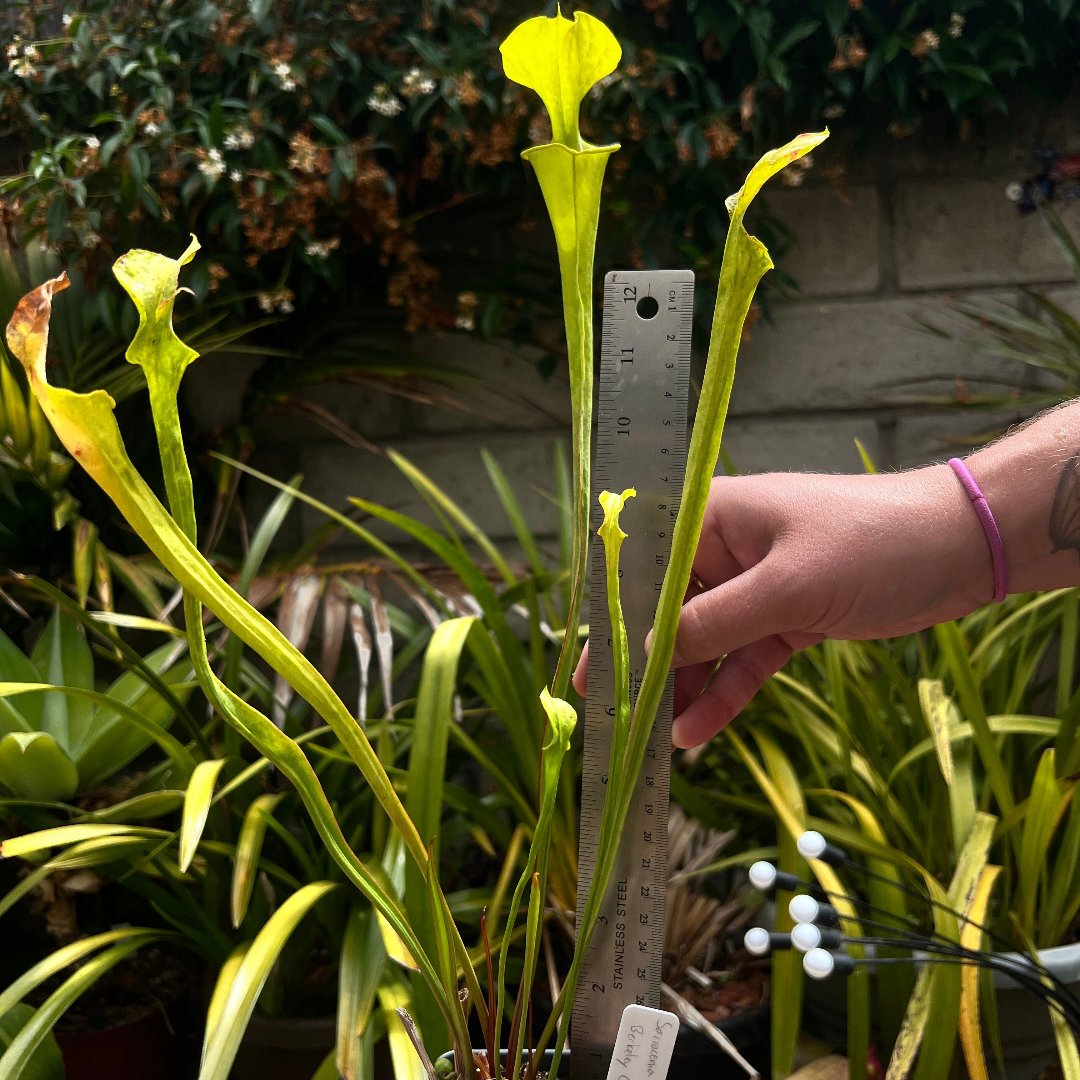 Sarracenia flava var. maxima Berkeley Co. SC - Cloud Forest Flora