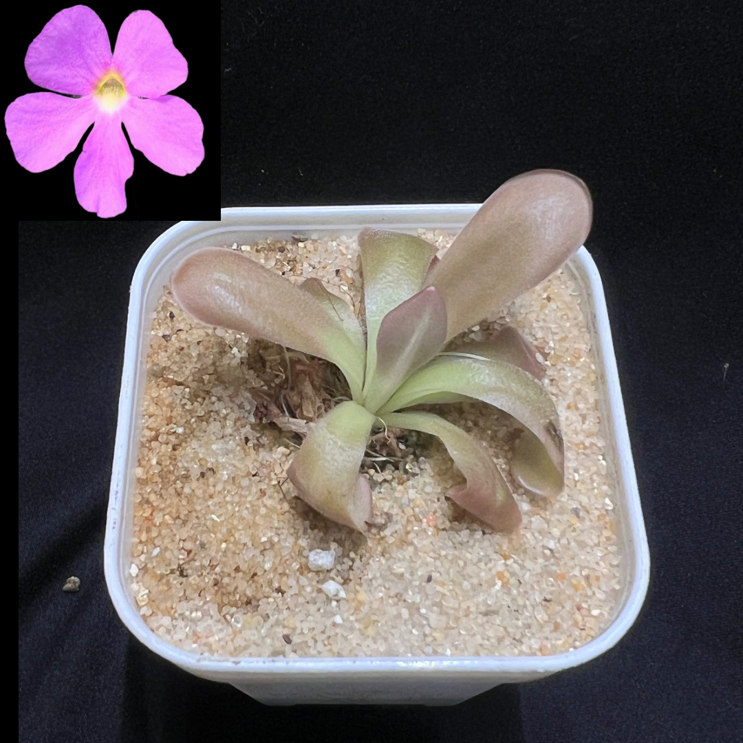 Pinguicula agnata x moctezumae - Cloud Forest Flora