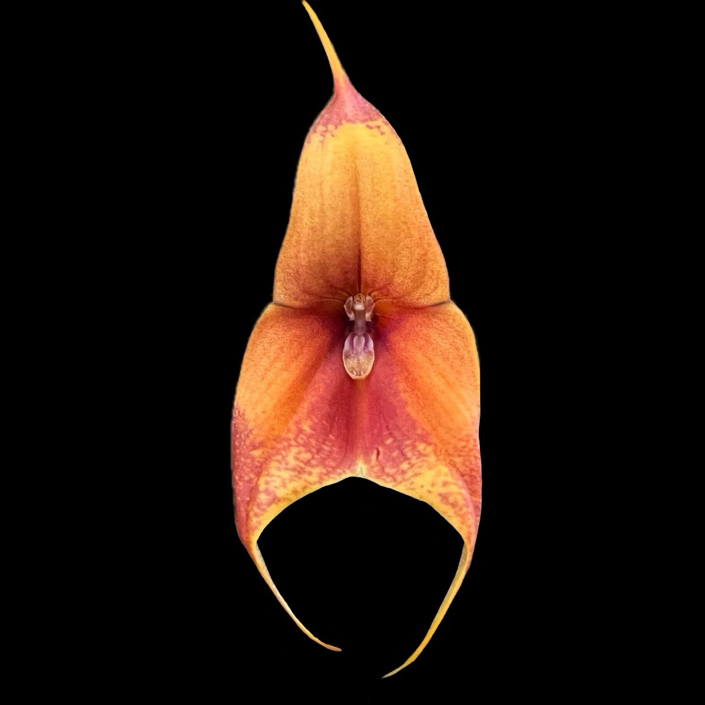 Dracuvallia Lucifer - Cloud Forest Flora