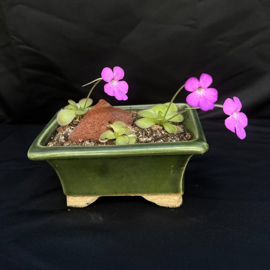 Pinguicula bonsai kit, great for windowsill. Grow your own carnivorous butterwort garden