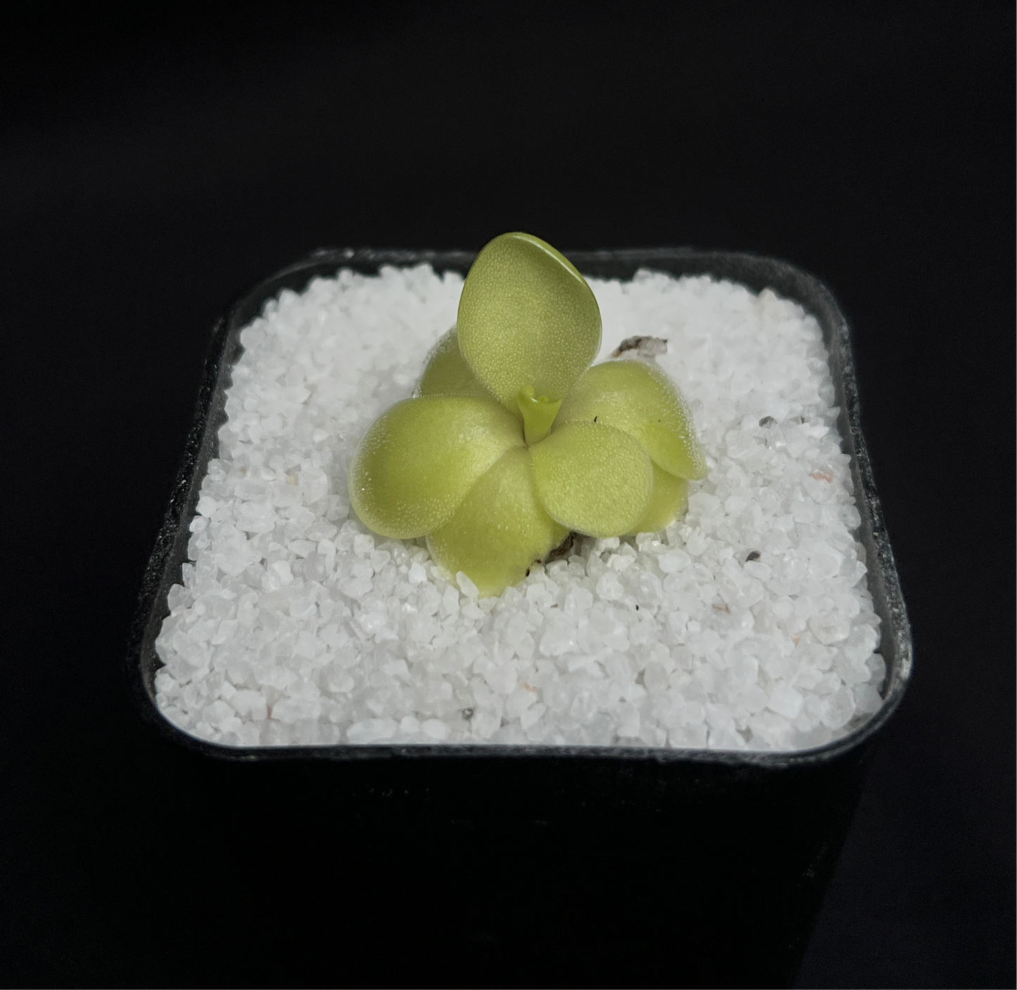 Pinguicula “Bugbane” - Cloud Forest Flora