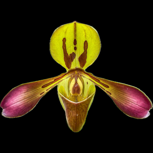 Paphiopedilum tigrinum - Cloud Forest Flora