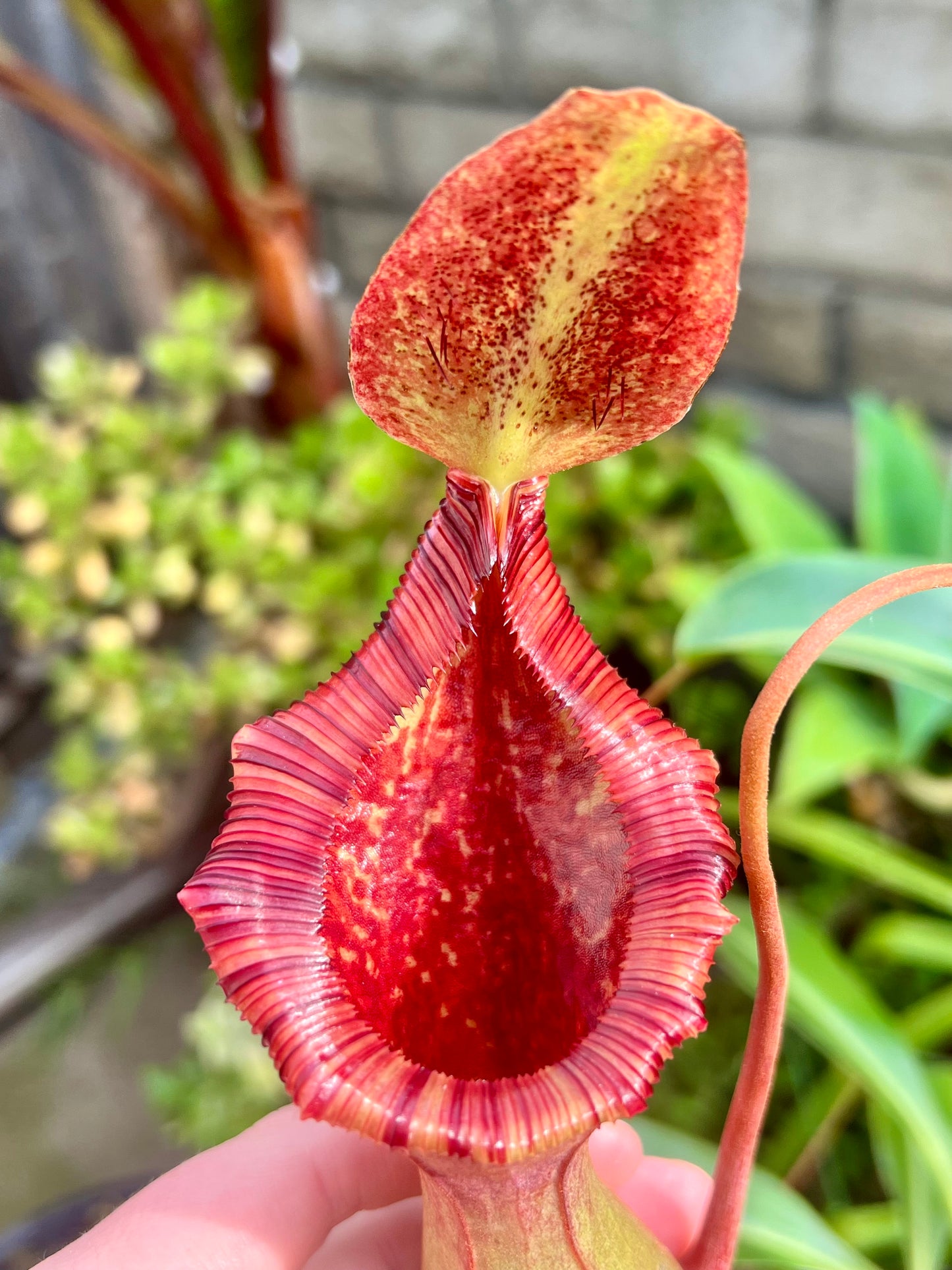 Nepenthes xBriggsiana (lowii x ventricosa Red) - Cloud Forest Flora