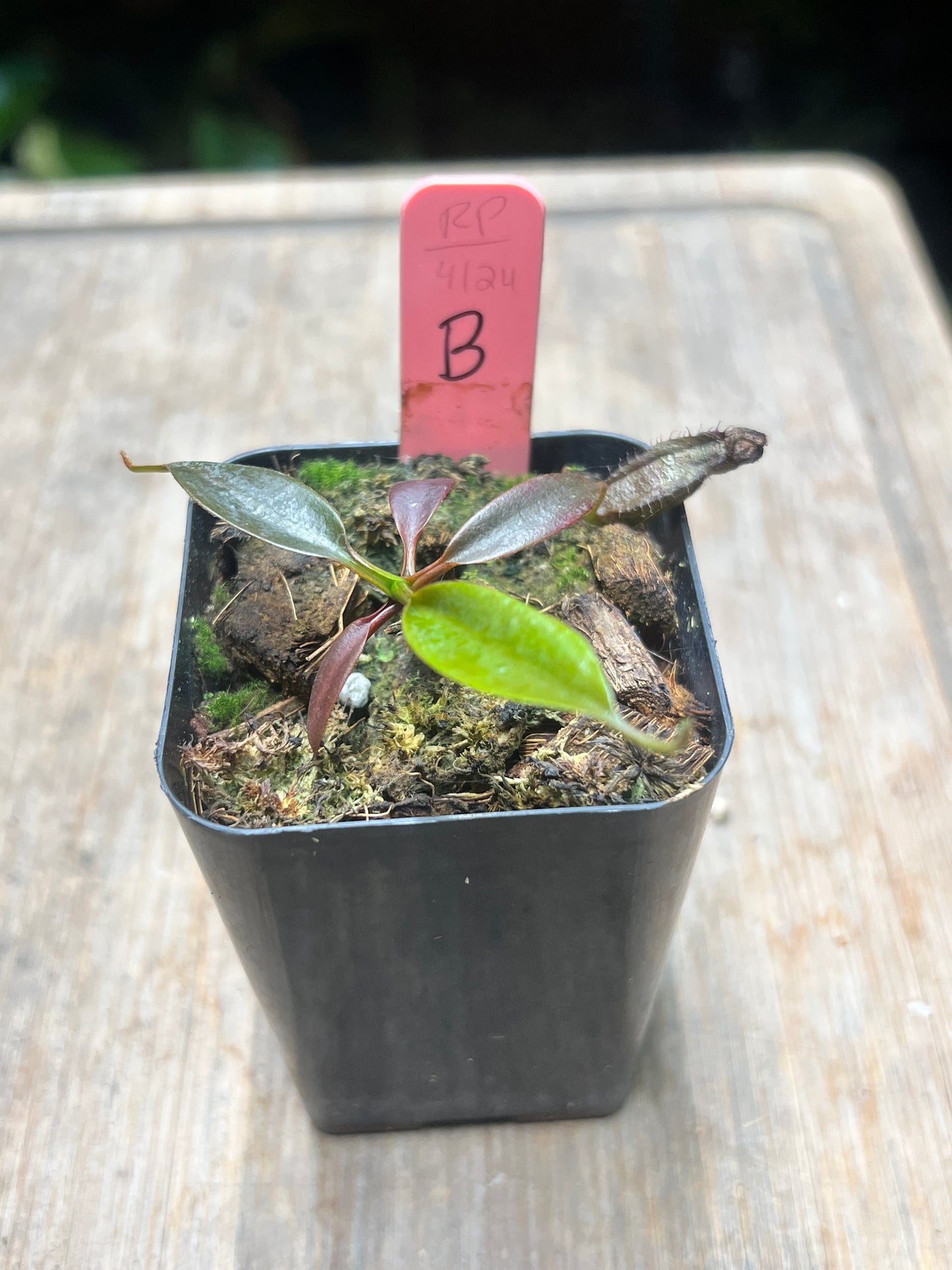 Nepenthes ceciliae BCP-N1720