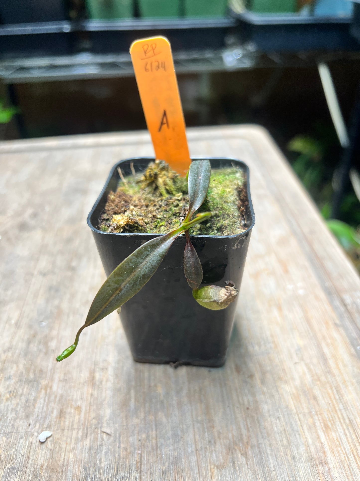 Nepenthes ceciliae BCP-N1720