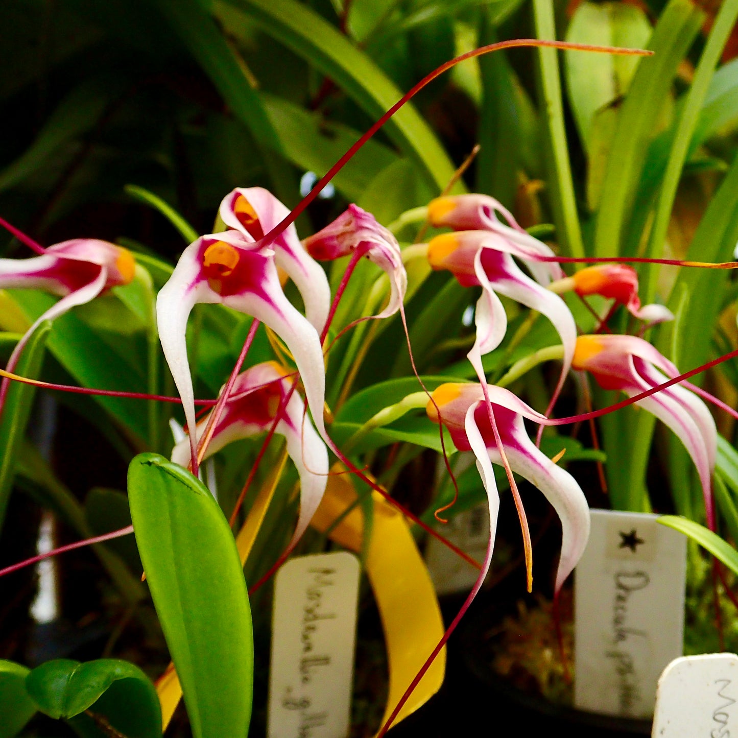 Masdevallia gilbertoi