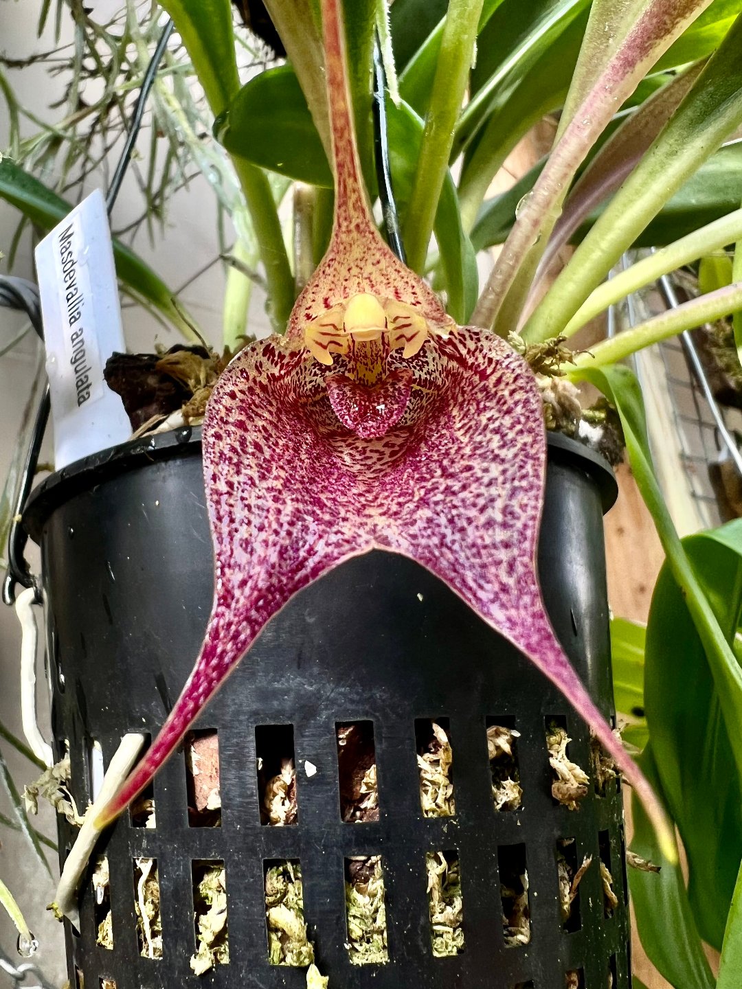 Masdevallia angulata - Cloud Forest Flora