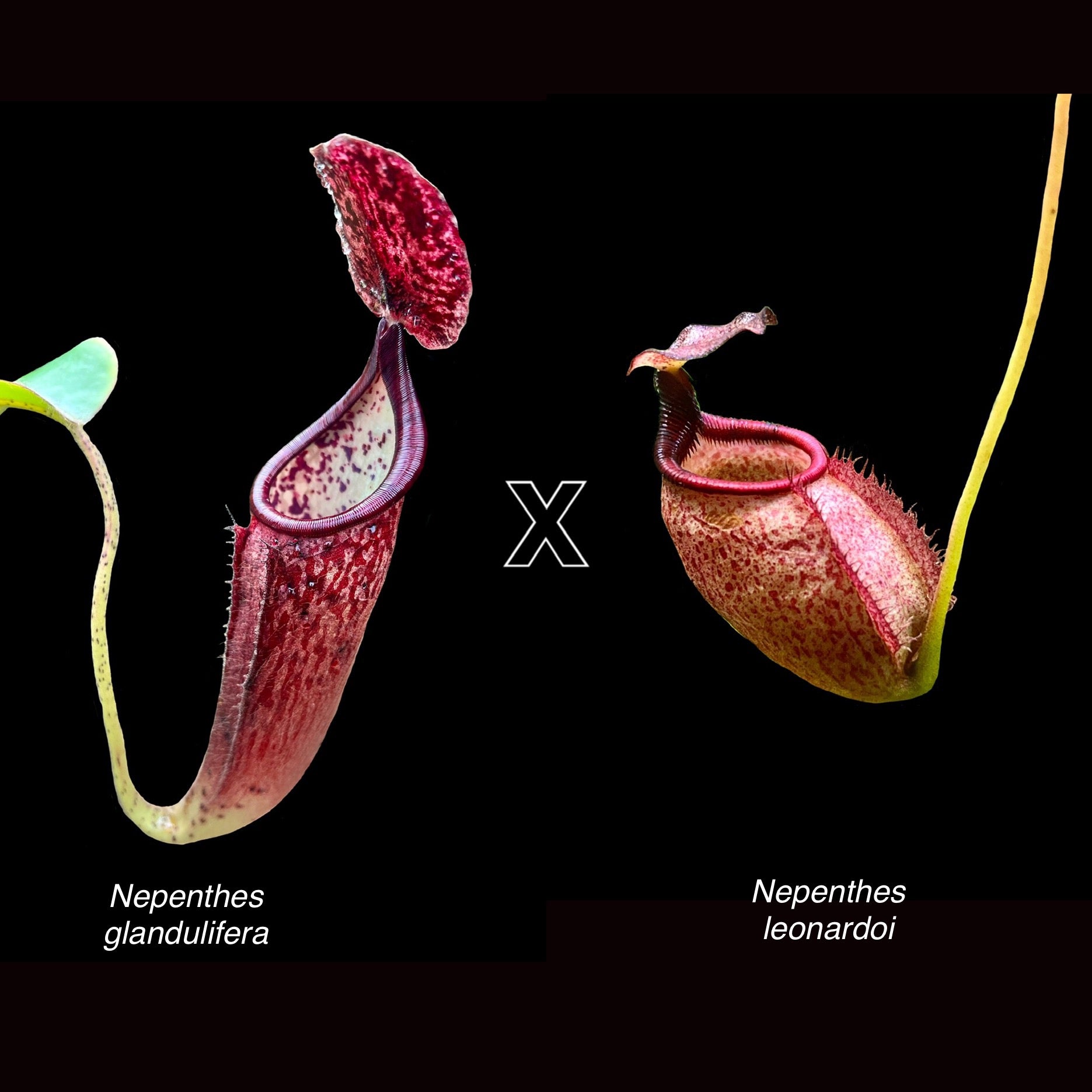 Nepenthes glandulifera x leonardoi - Cloud Forest Flora