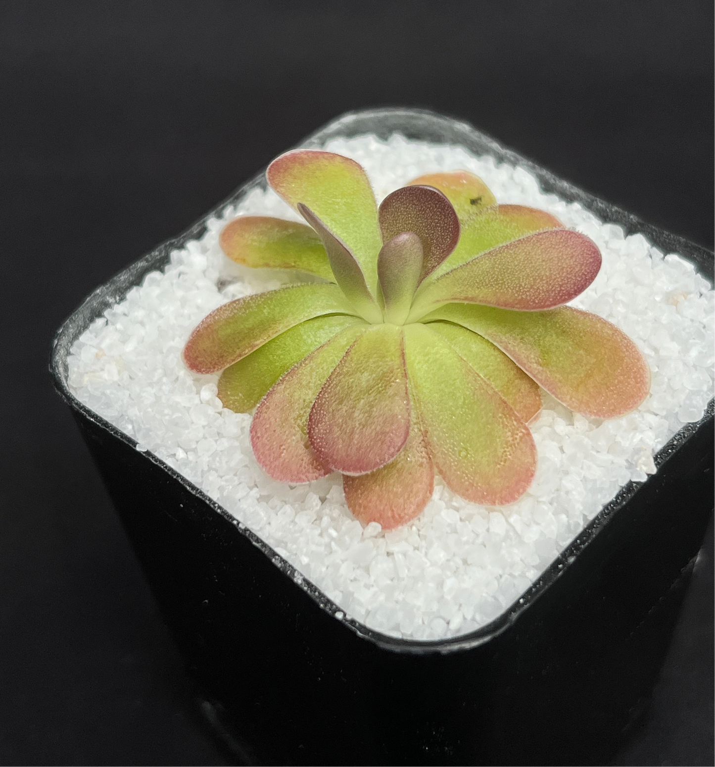 Pinguicula 'Johanna' - Cloud Forest Flora