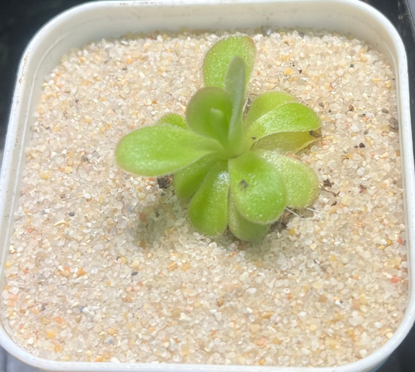 Pinguicula agnata El Lobo - Cloud Forest Flora