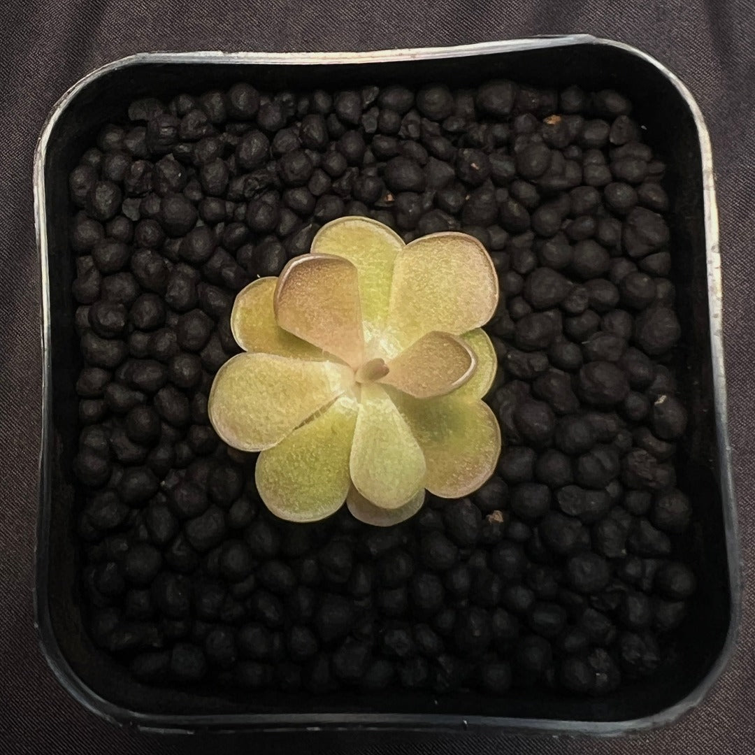 Pinguicula Weser in a pot of Fluval stratum against a black background