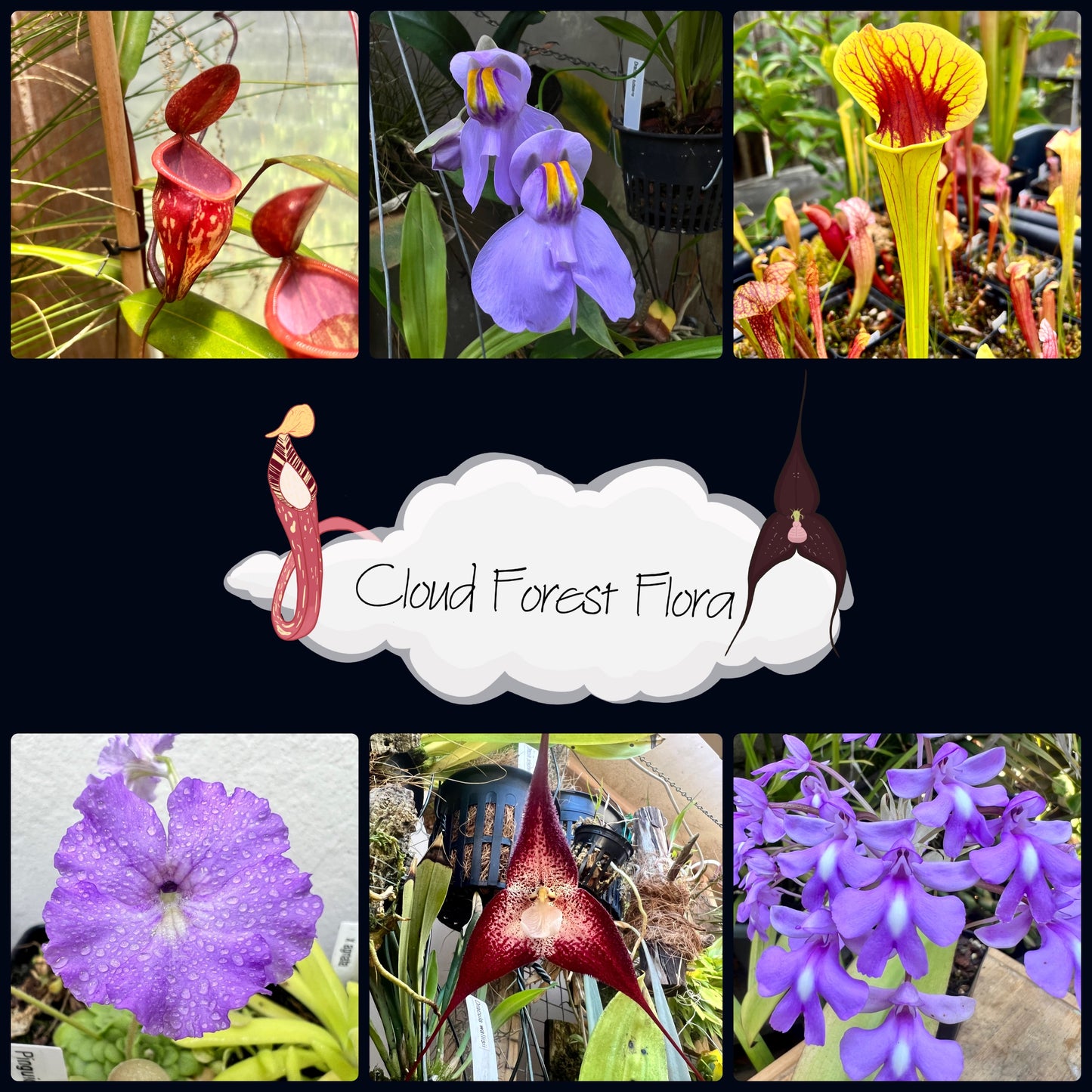 Cloud Forest Gift Card - Cloud Forest Flora