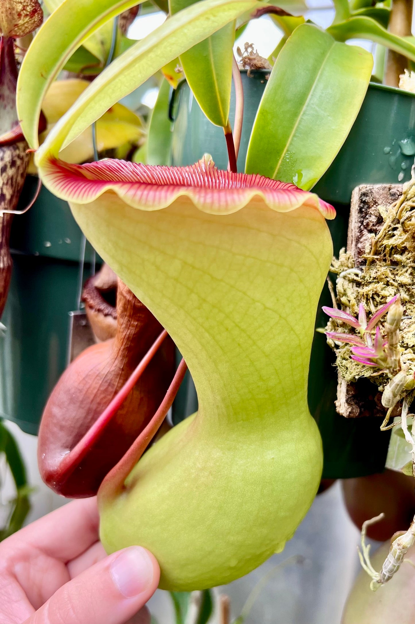 Nepenthes ventricosa var. alba “Porcelain” Longwood Gardens - Cloud Forest Flora