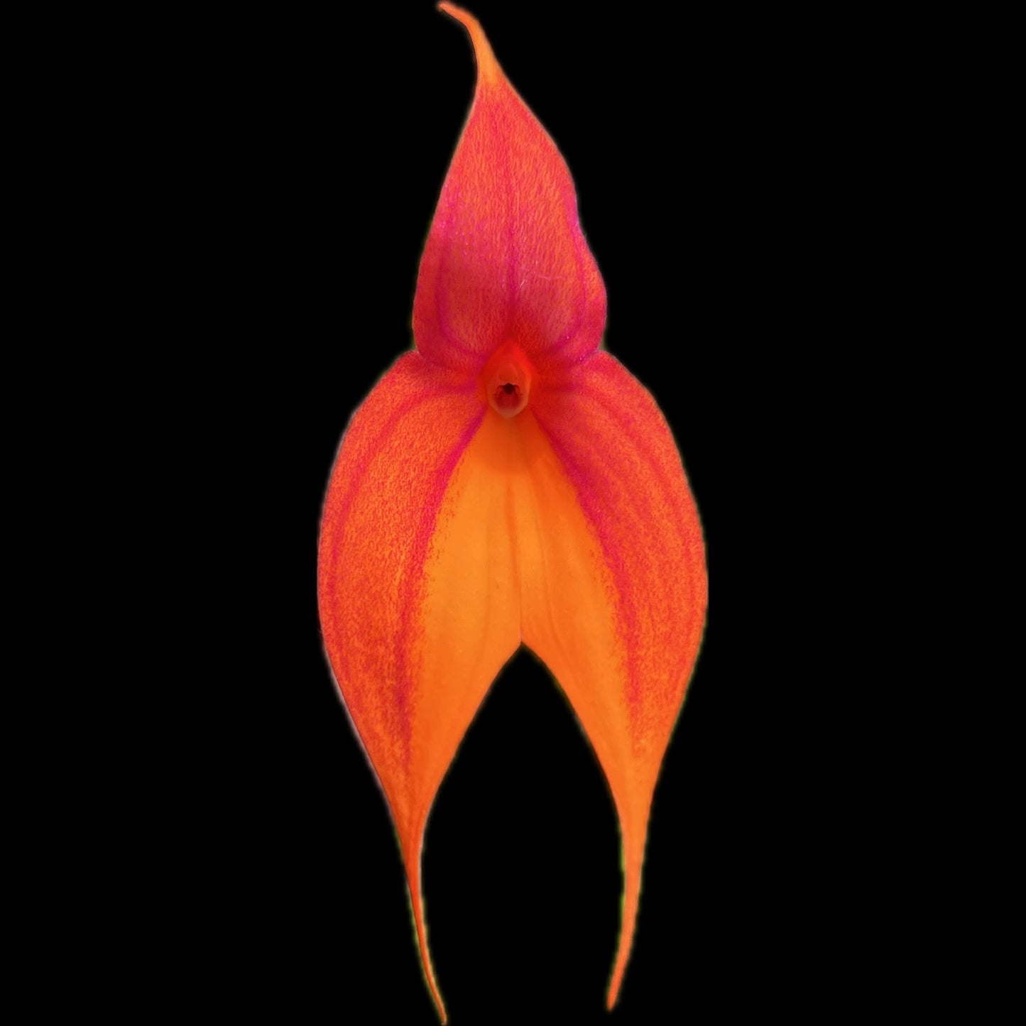 Masdevallia veitchiana - Cloud Forest Flora