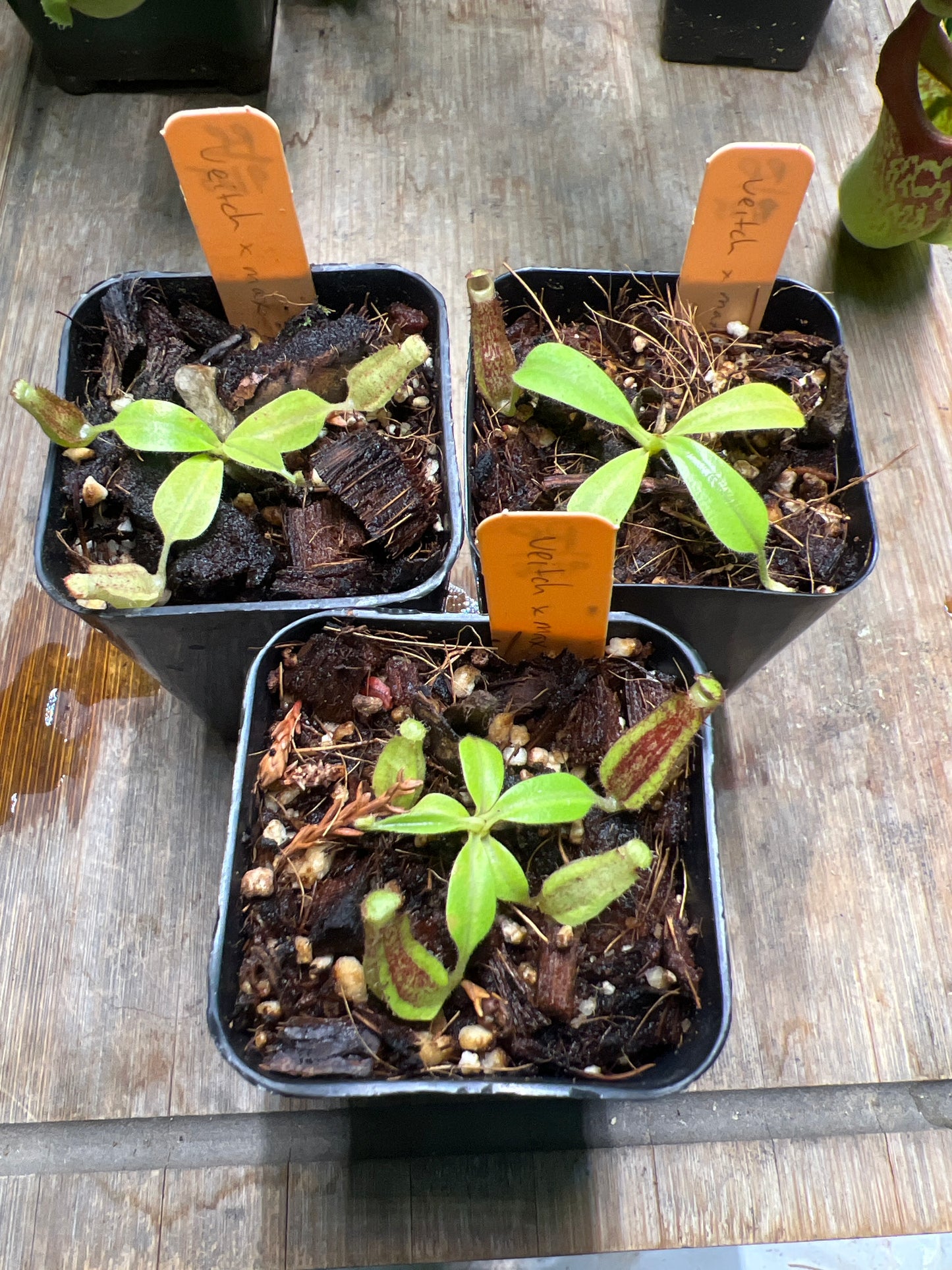 Nepenthes veitchii x maxima - Cloud Forest Flora