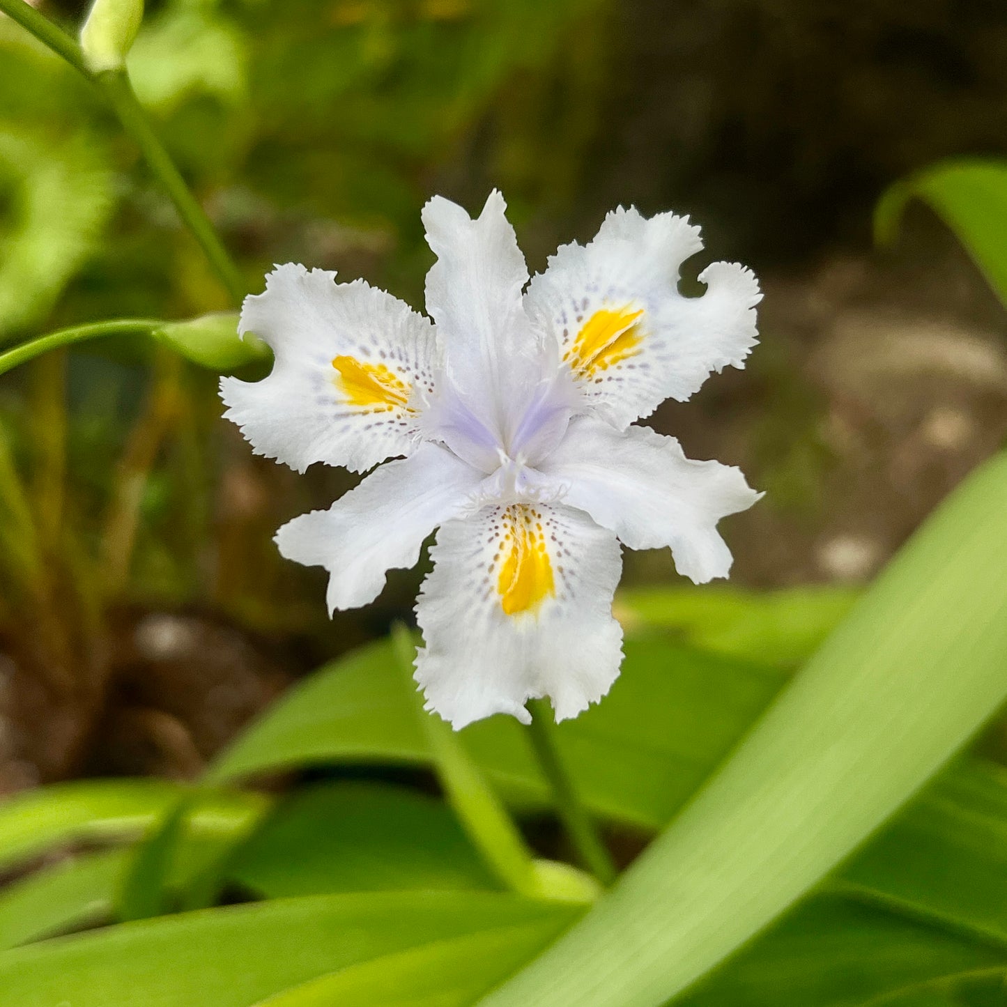 Iris confusa