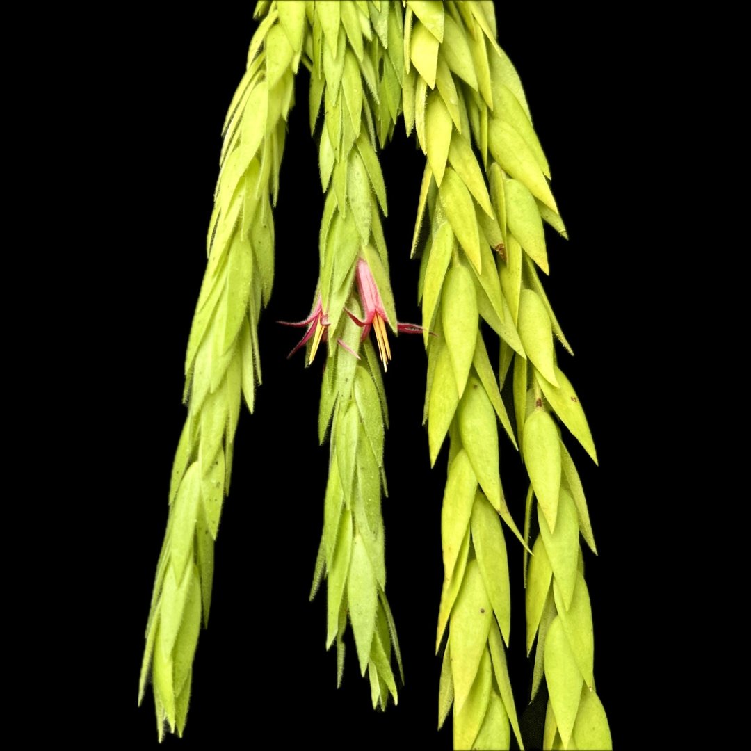 Ceratostema rauhii - Cloud Forest Flora