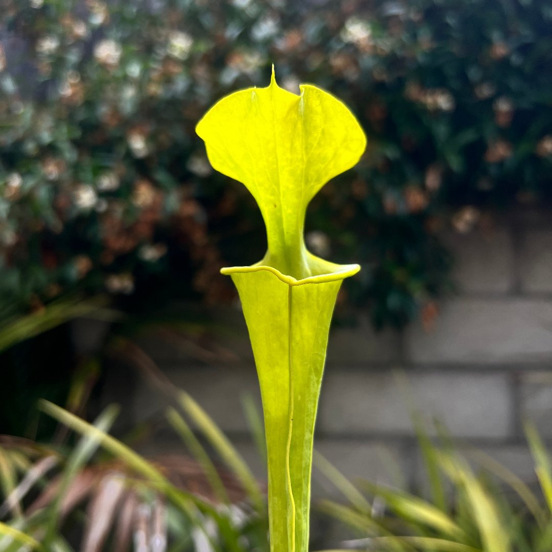 Sarracenia flava var. maxima Berkeley Co. SC - Cloud Forest Flora