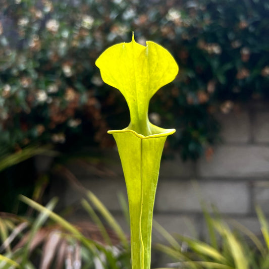 Sarracenia flava var. maxima Berkeley Co. SC - Cloud Forest Flora