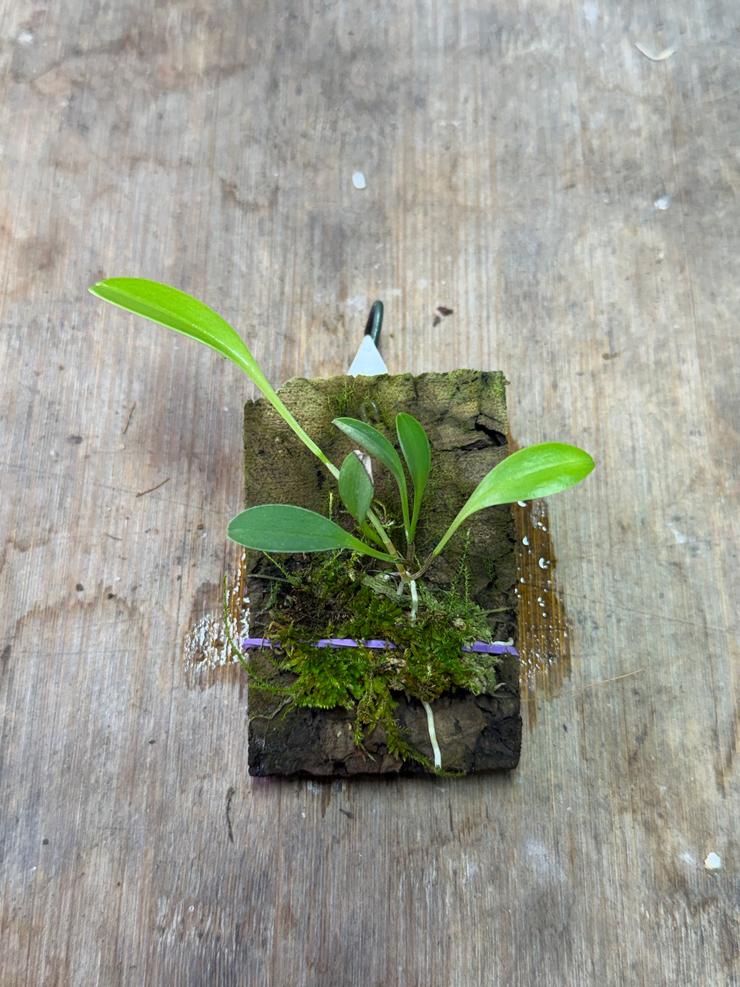 Pleurothallis restrepioides - Cloud Forest Flora