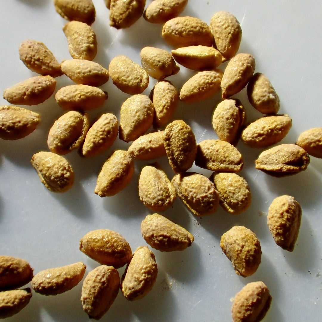 Sarracenia “Leah Wilkerson” x “Prometheus” seeds - Cloud Forest Flora