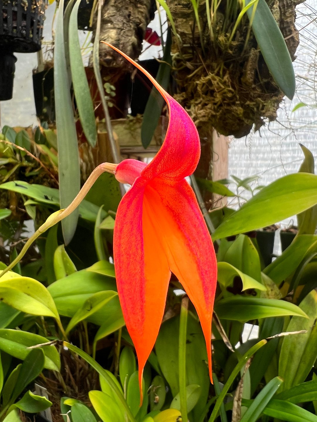 Masdevallia veitchiana - Cloud Forest Flora
