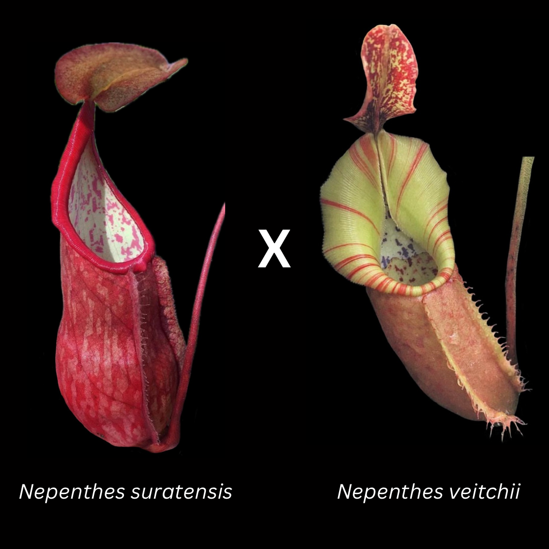 Nepenthes suratensis x veitchii KC-211 - Cloud Forest Flora