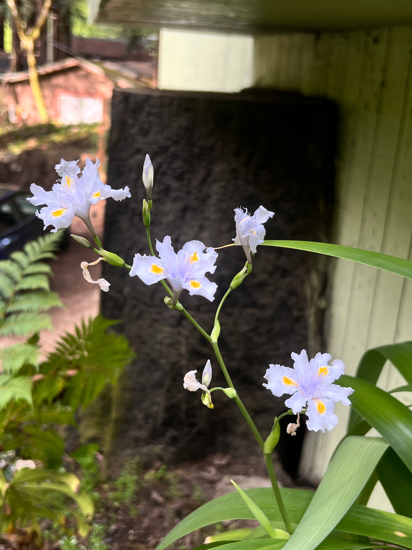 Iris confusa