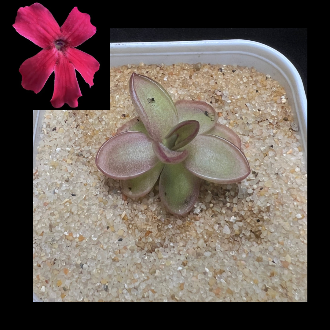 Pinguicula laueana - Cloud Forest Flora