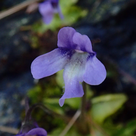 Pinguicula macroceras Del Norte Co. CA Gemmae - Cloud Forest Flora