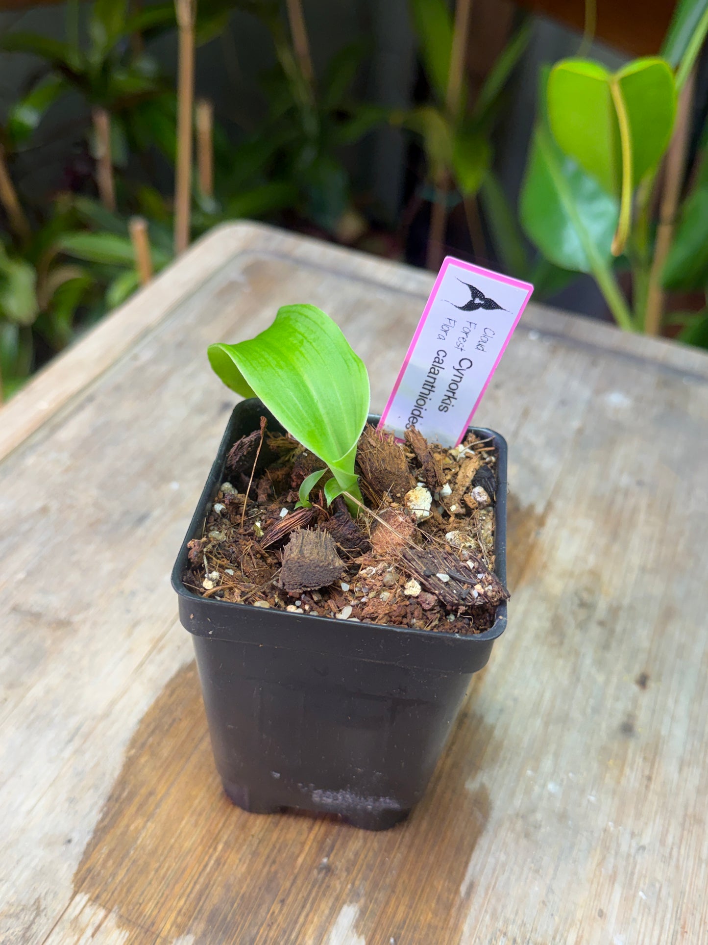 Cynorkis calanthioides