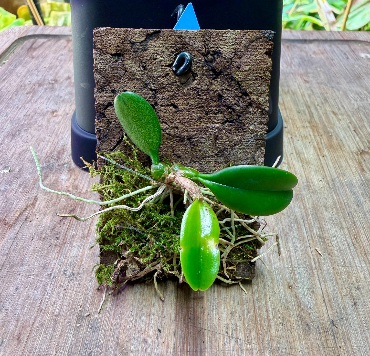 Bulbophyllum auratum - Cloud Forest Flora