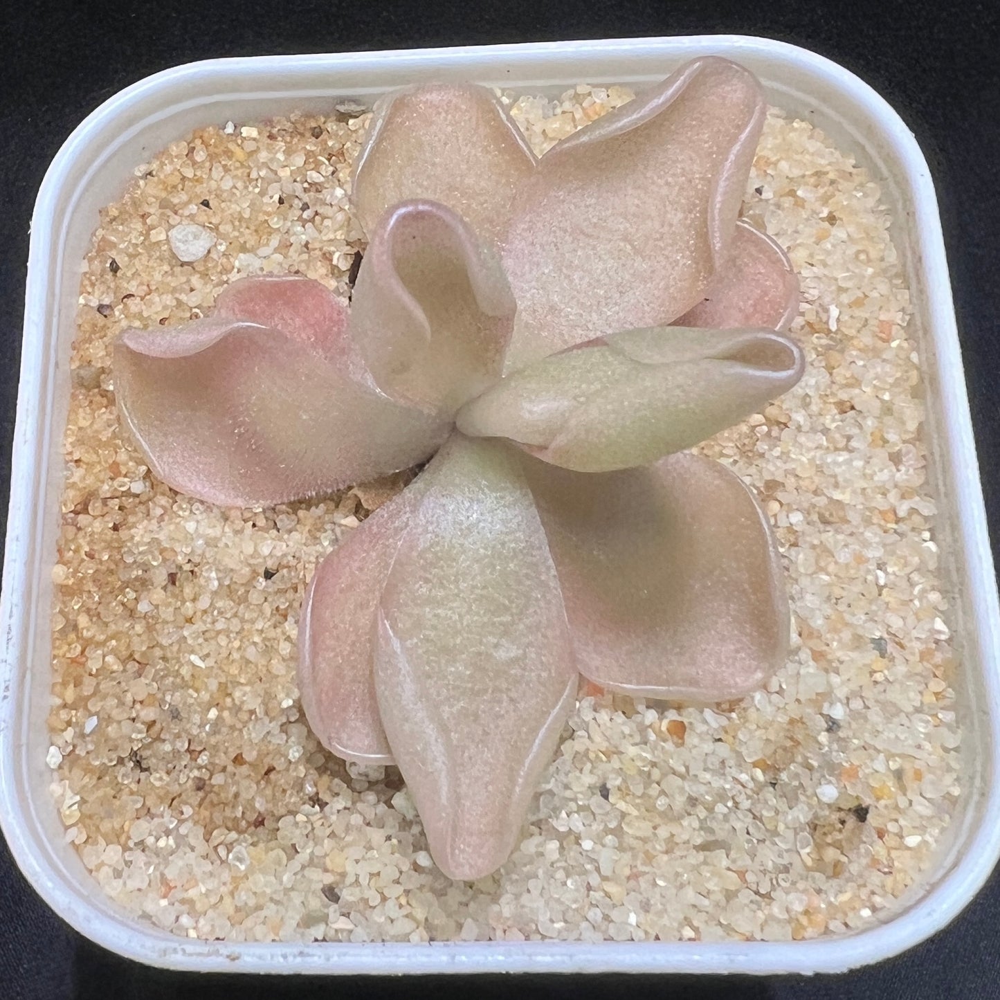 Pinguicula Unknown Hybrid