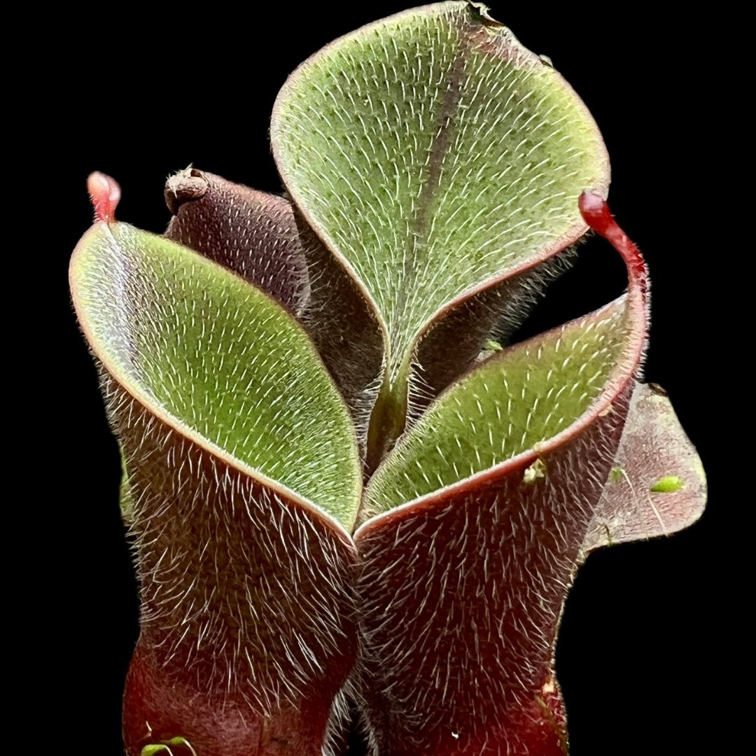 Heliamphora minor var. pilosa Auyan Tepui - Cloud Forest Flora