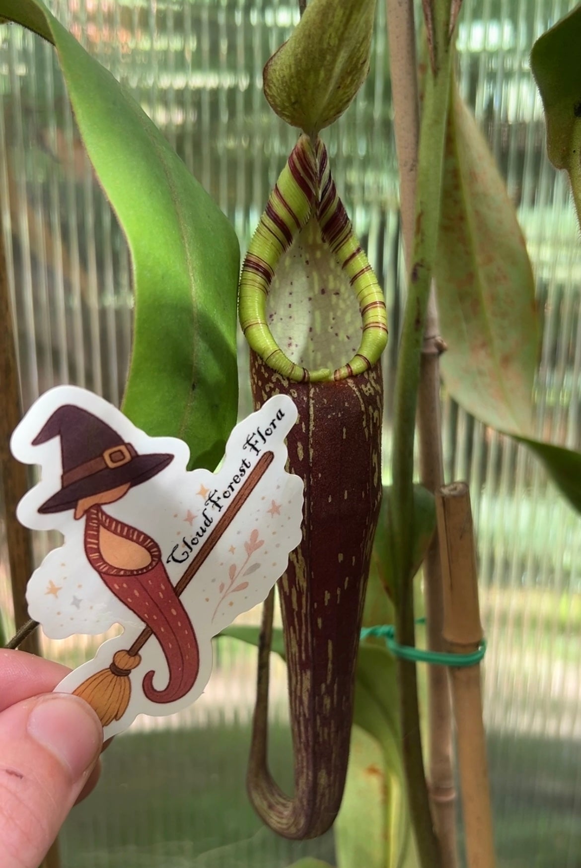 Halloween Stickers - Limited!
