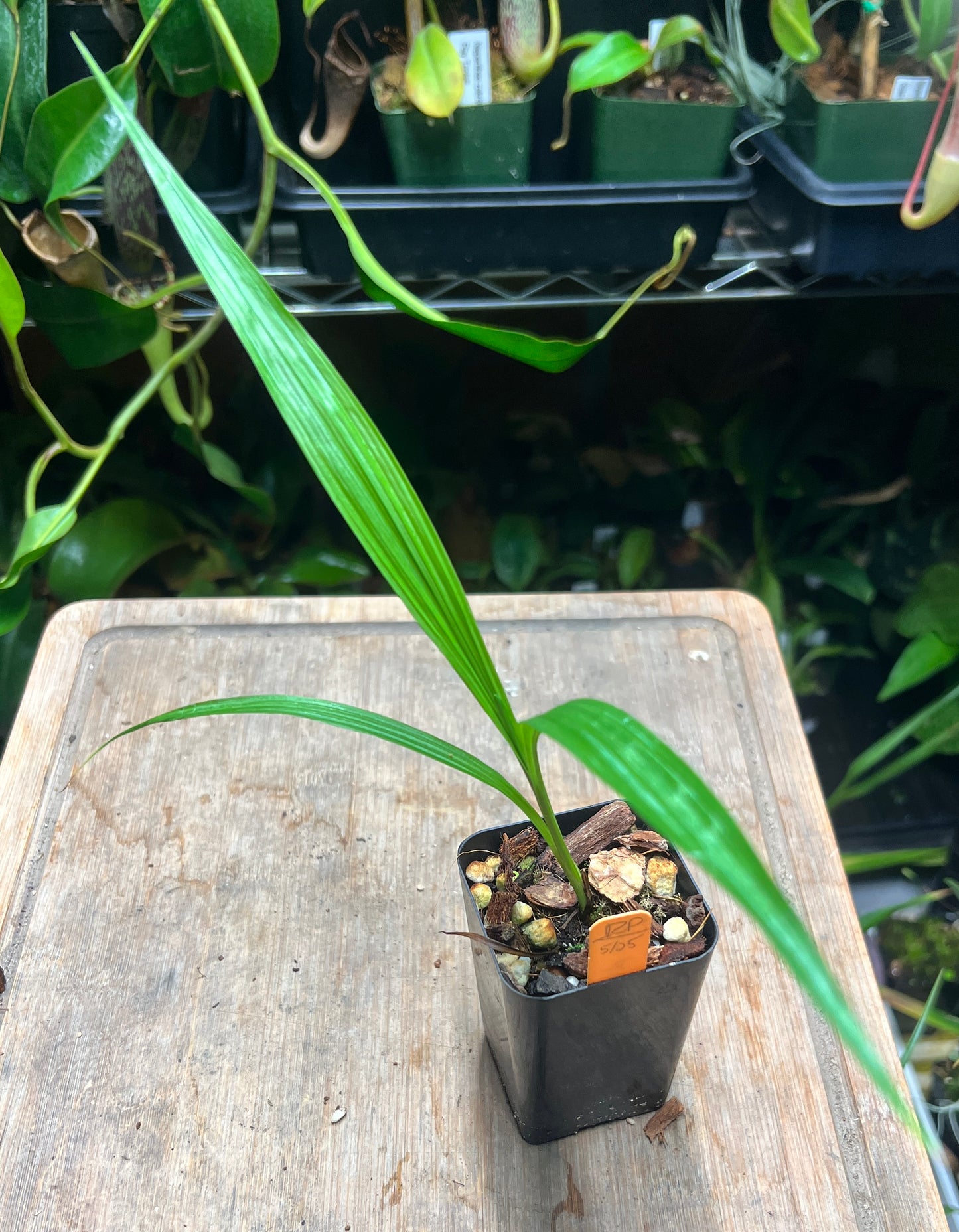 Spathoglottis plicata - Cloud Forest Flora