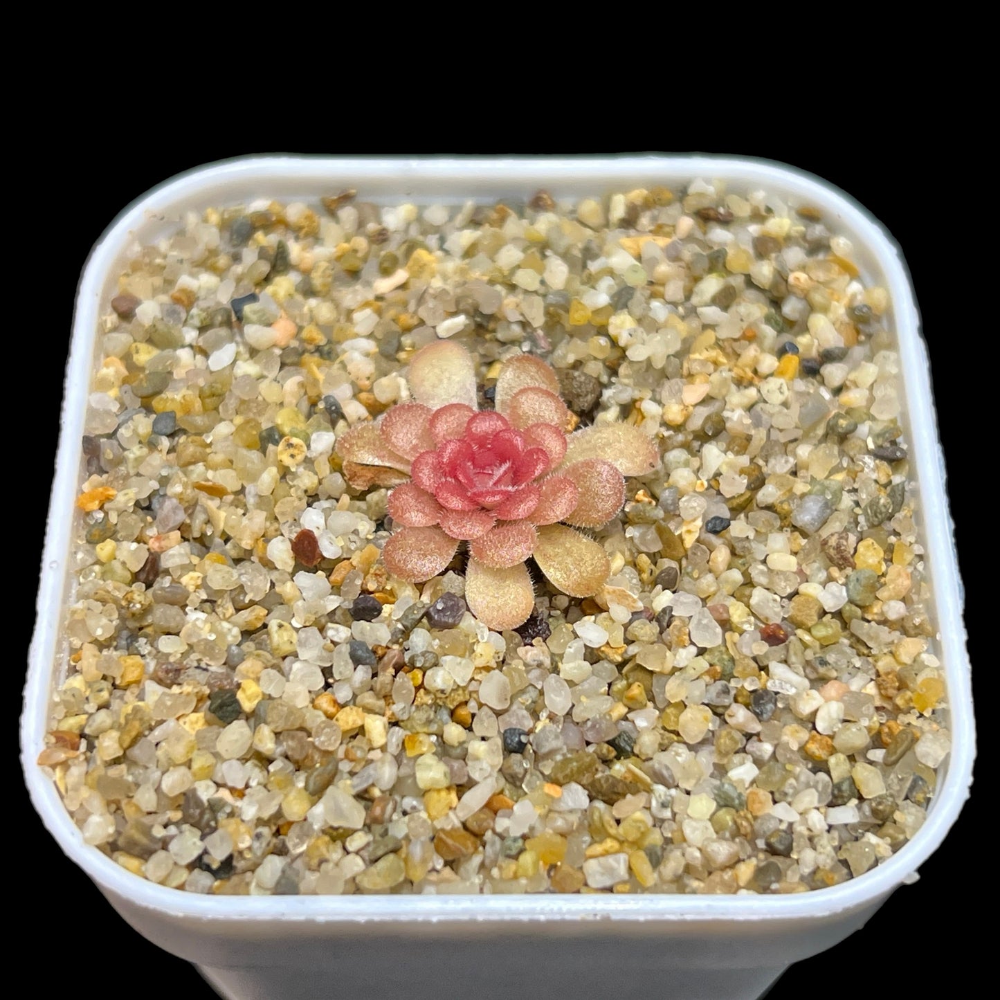 Pinguicula “Linz” - Cloud Forest Flora