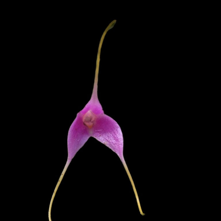 Masdevallia lamprotyria