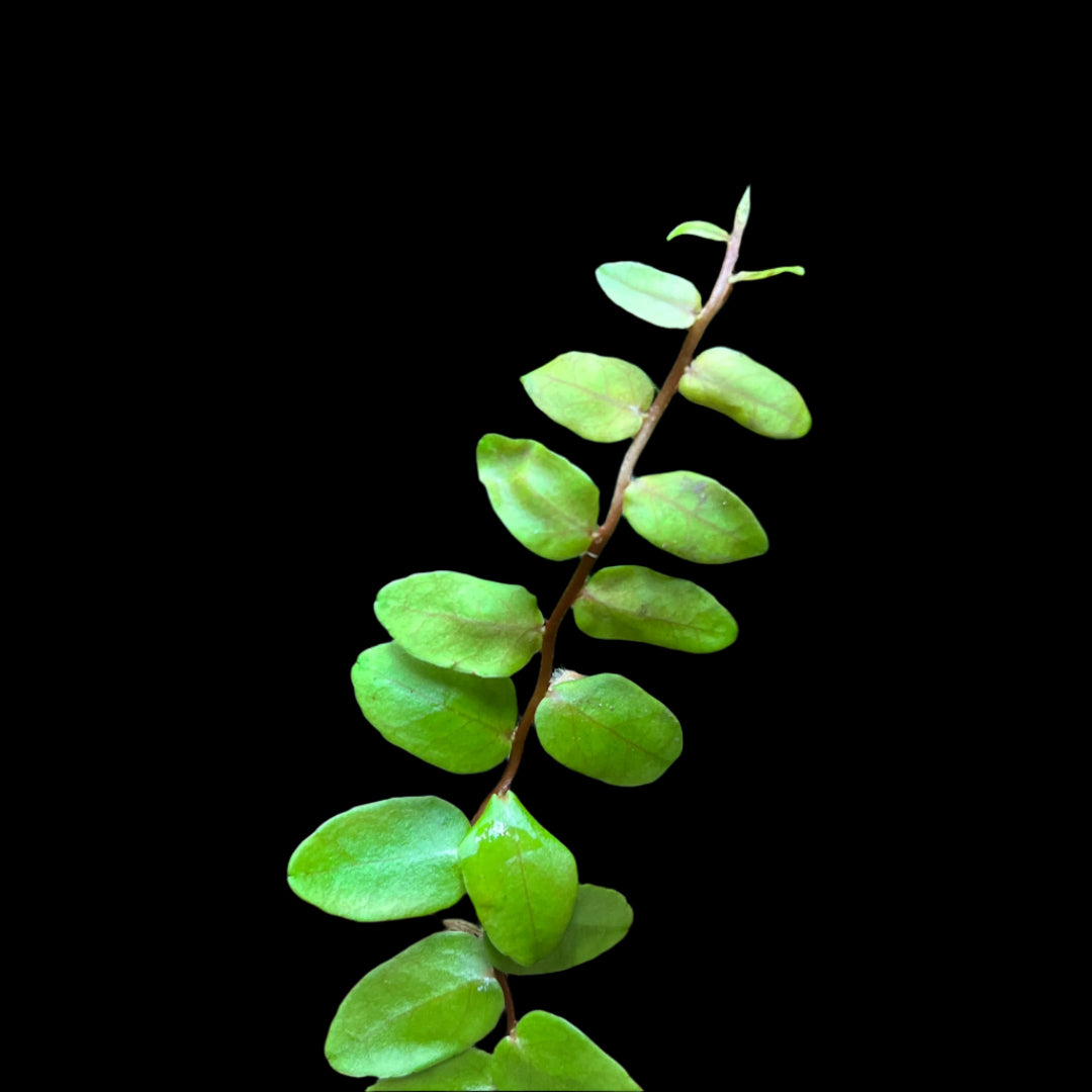 Marcgravia rectiflora - Cloud Forest Flora