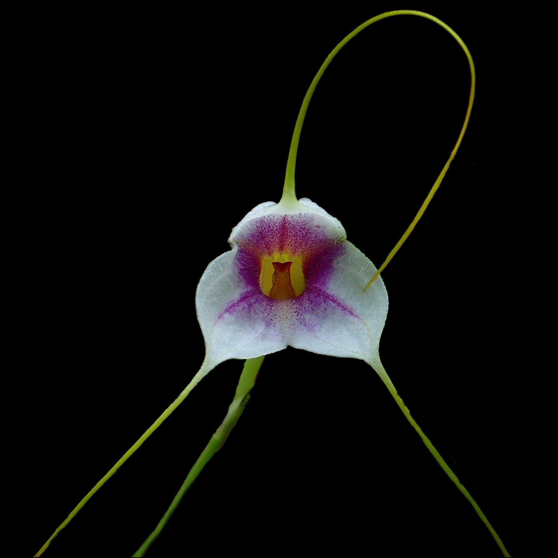 Masdevallia exquisita - Cloud Forest Flora