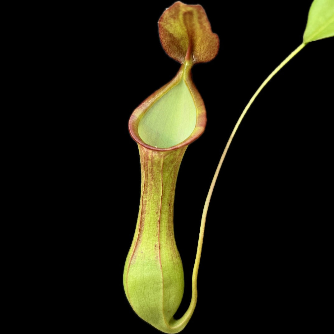 Nepenthes viridis Dinagat, Mindanao AW-01 - Cloud Forest Flora