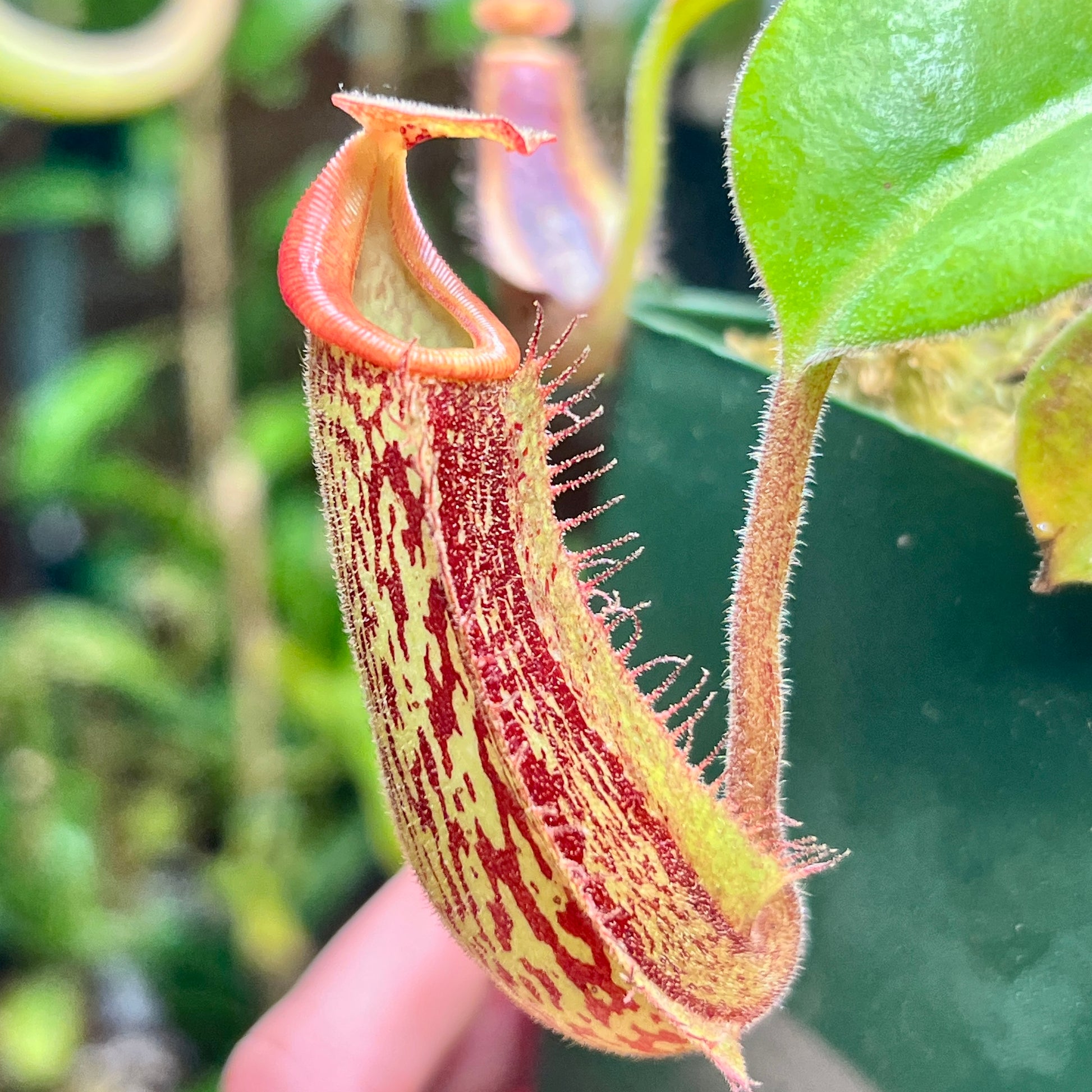 Nepenthes veitchii x maxima - Cloud Forest Flora