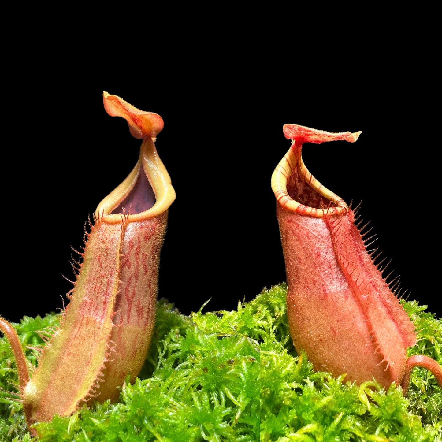 Nepenthes suratensis x veitchii KC-211 - Cloud Forest Flora