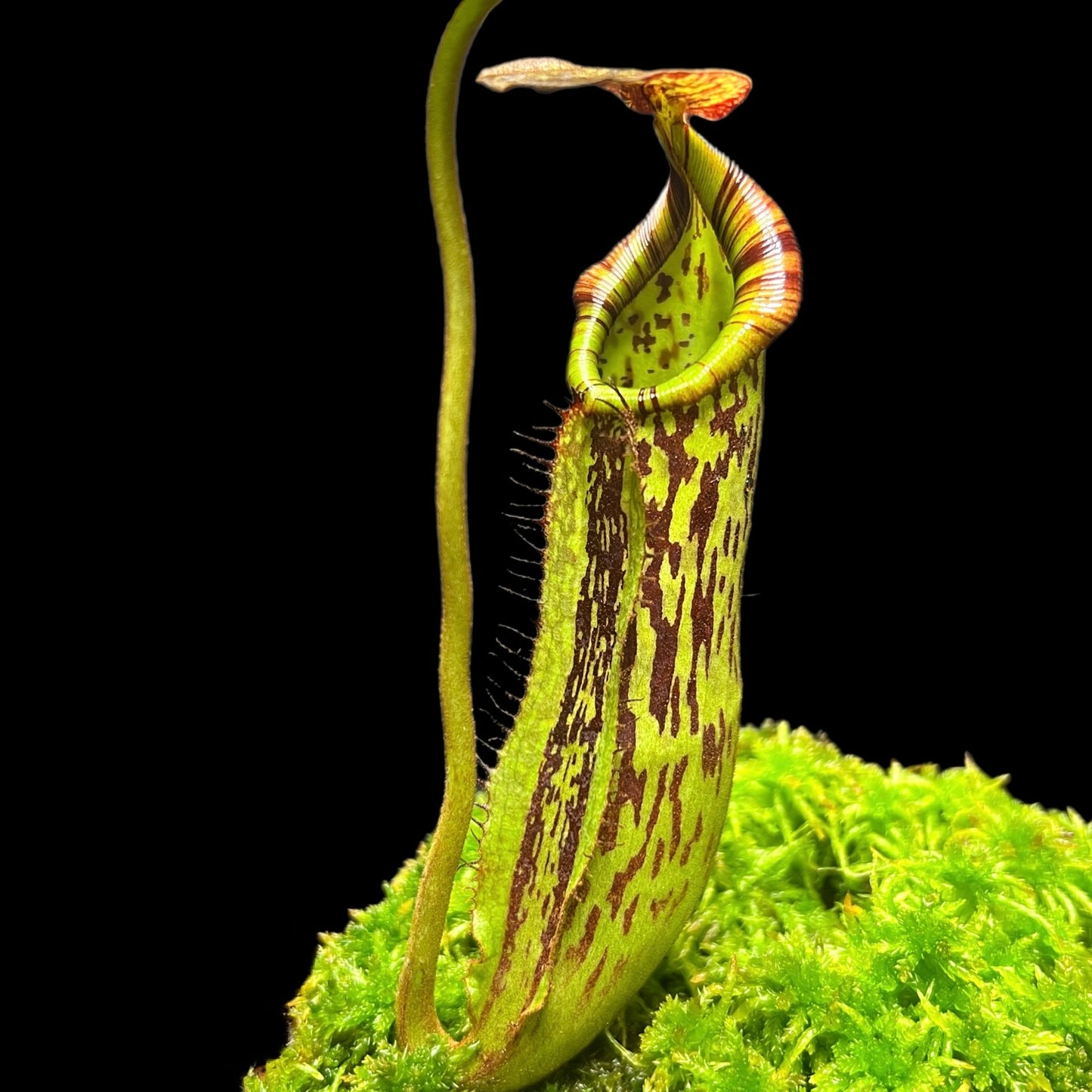 Nepenthes faizaliana Gng. Api BCP-N2132