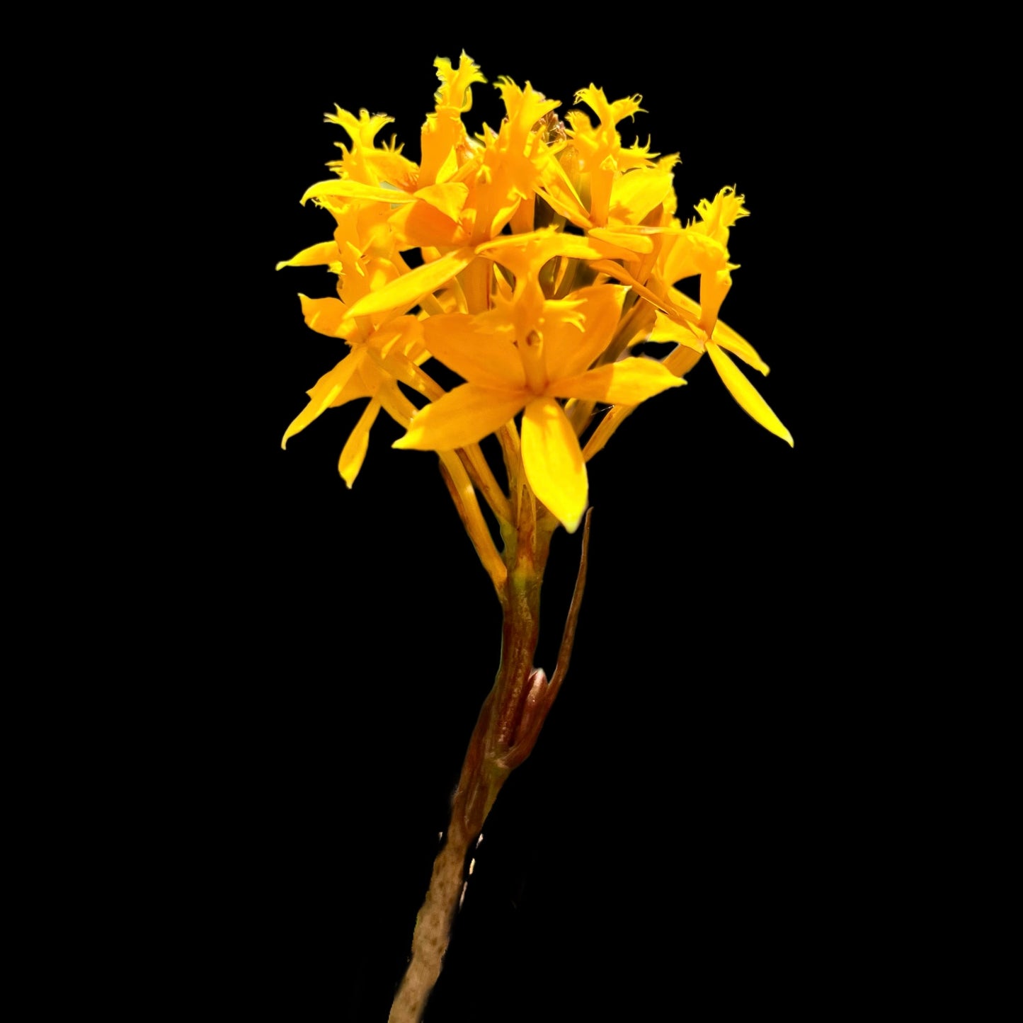 Epidendrum “Yellow” - Cloud Forest Flora