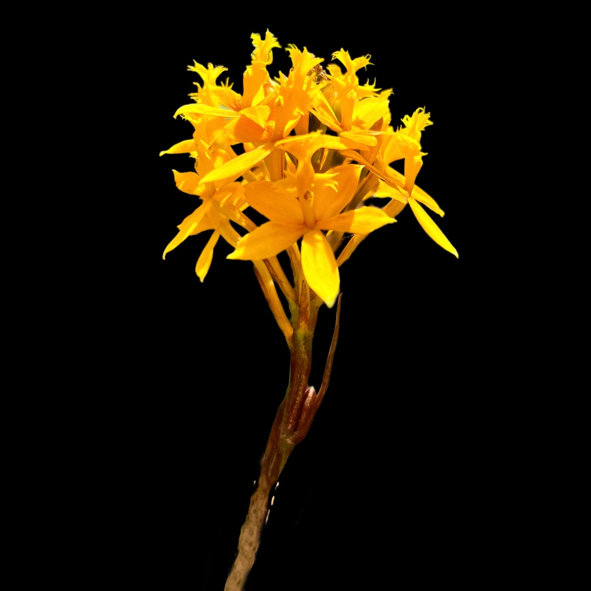 Epidendrum “Yellow” - Cloud Forest Flora
