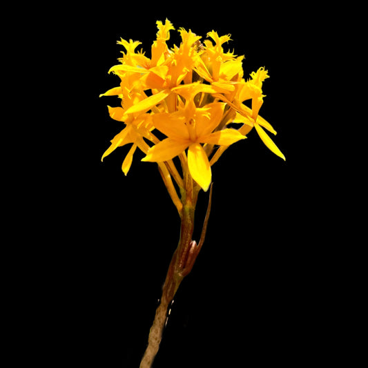 Epidendrum “Yellow” - Cloud Forest Flora