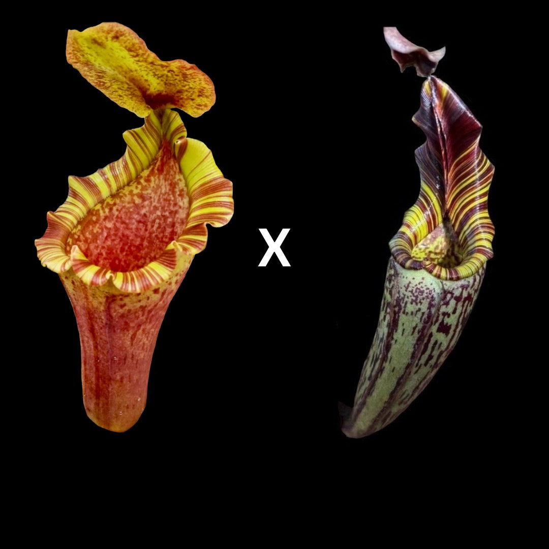 Nepenthes (LVB) x mollis - Cloud Forest Flora