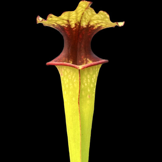 Sarracenia 'Leah Wilkerson' x self - Cloud Forest Flora